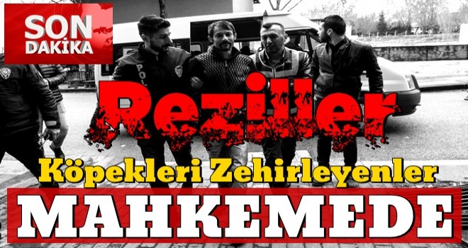 Ankara'da sokak kÃ¶peklerini zehirleyenler mahkemede!