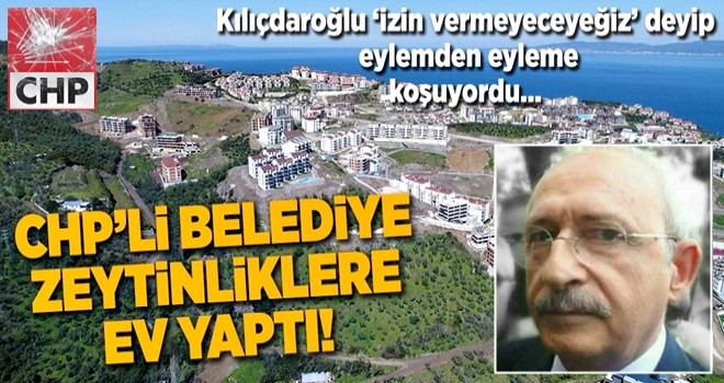 CHP'li Mudanya Belediyesi zeytinlikleri arsaya dÃ¶nÃ¼ÅtÃ¼rdÃ¼ .