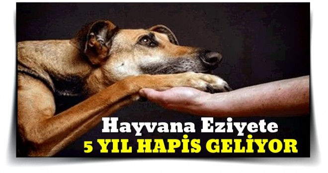 Hayvana eziyete 5 yıl hapis geliyor