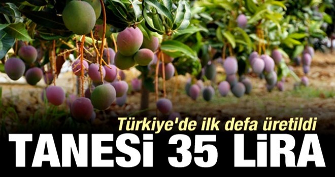 Türkiye'de ilk defa üretildi! Tanesi 35 lira