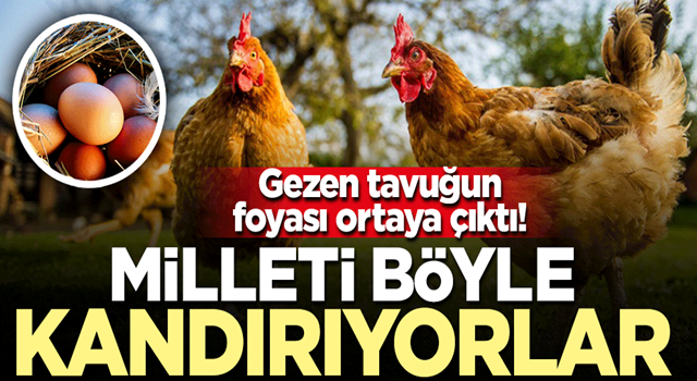 Gezen tavuğun foyası ortaya çıktı! Milleti böyle kandırıyorlar