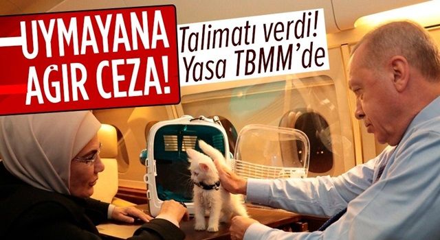 Başkan Erdoğan talimatı verdi "Hayvanları Koruma Yasa Teklifi" TBMM'ye sunuldu! İşkenceye af yok