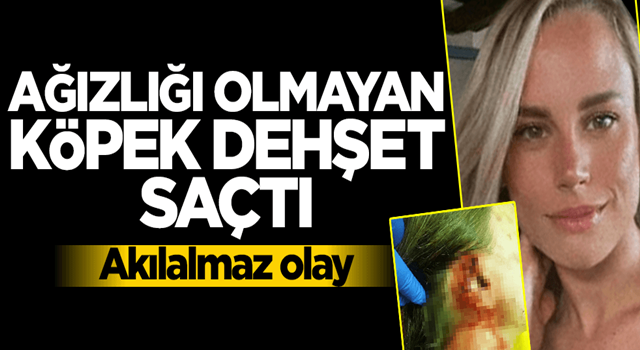 Ağızlığı olmayan köpek dehşeti yaşattı! Etiler'de akılalmaz olay