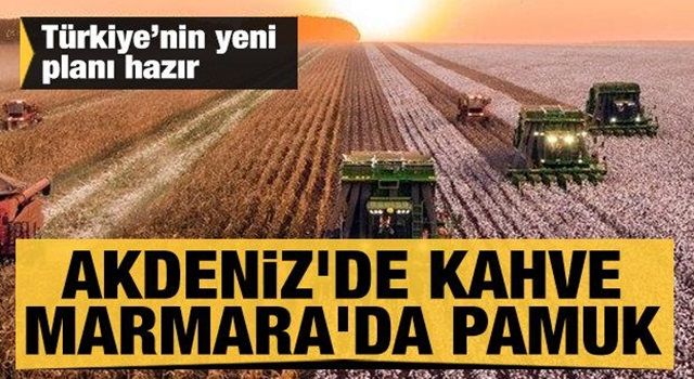 İklim değişikliğine karşı yeni plan: Akdeniz'de kahve Marmara'da pamuk