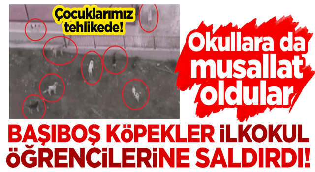 Okullara da musallat oldular, çocuklarımız tehlikede: Başıboş köpekler ilkokul öğrencilerine saldırdı!