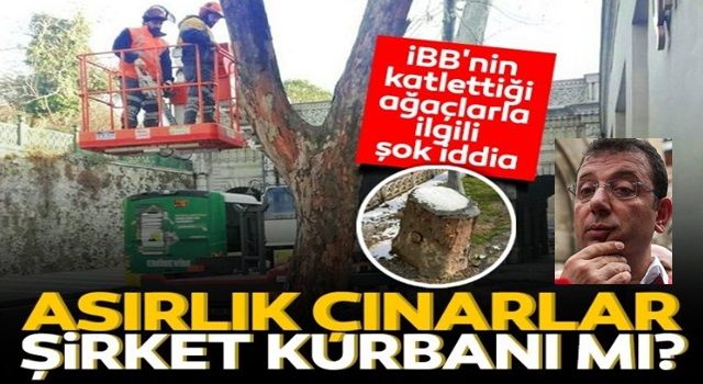 Asırlık çınarlar peyzaj şirketi kurbanı mı?