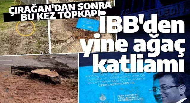 Çırağan'dan sonra İBB'den Topkapı'da yeni ağaç katliamı!