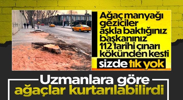 İBB'nin kestiği 112 anıt çınar kurtarılabilirdi