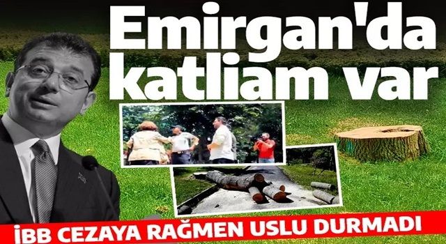 Emirgan Korusu'nda katliam var! İBB cezaya rağmen durmuyor