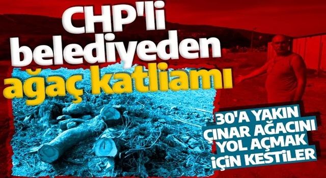 CHP'li belediye asırlık ağaçları katletti! Vatandaş tepkili