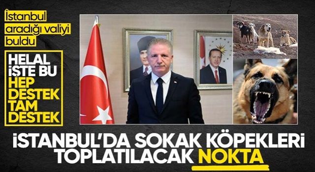 İstanbul Valisi Davut Gül talimatı verdi: Başıboş sokak köpekleri toplanacak