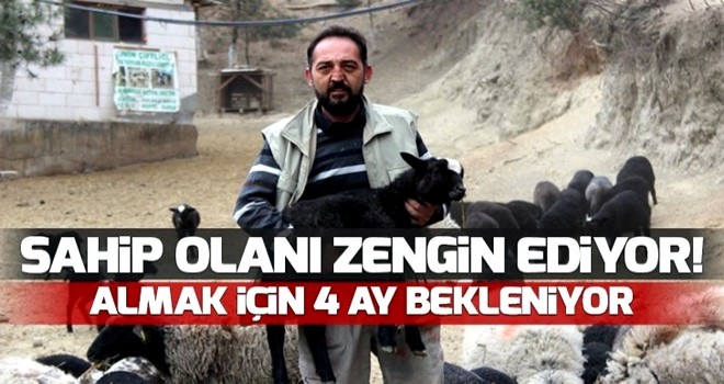 Sahip olan zengin oluyor! Almak için 4 ay sıra bekleniyor... .