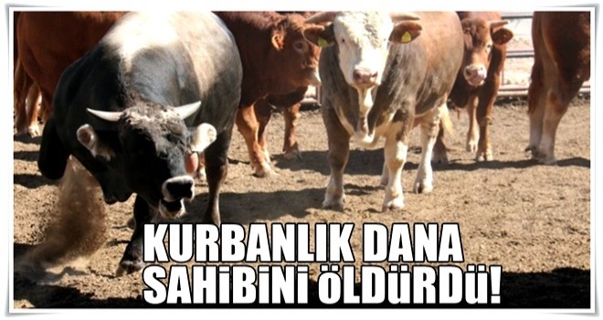 Kurbanlık dana sahibini öldürdü