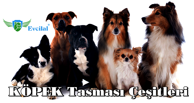 Köpeğiniz ile Yürürken Onu Kolaylıkla Kontrol Etmenizi Sağlayan Köpek Tasması Çeşitleri