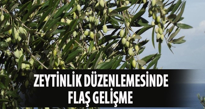 Zeytinlik düzenlemesinde flaş gelişme