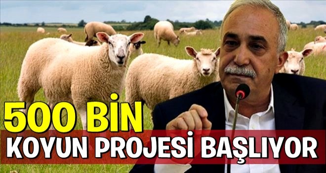 500 bin koyun projesi başlıyor