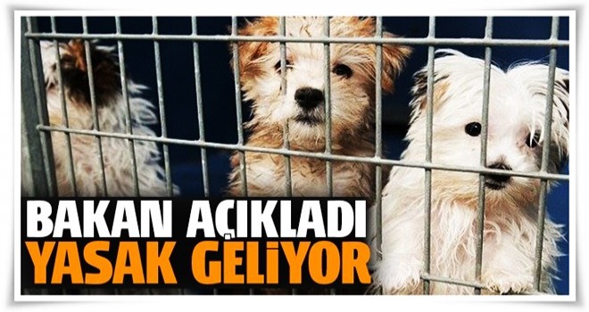 Eroğlu: 'Petshoplarda hayvan satışı yasaklanacak'