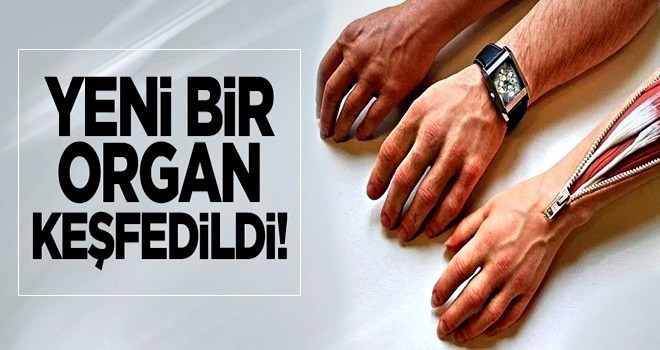 'Yeni bir organ keşfedildi'