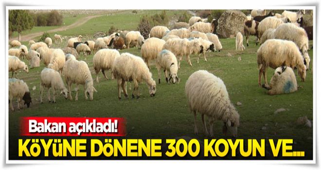 Köyüne geri dönene 300 koyun + maaş!