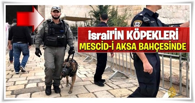 İsrail köpekleri Mescidi Aksa bahçesinde!