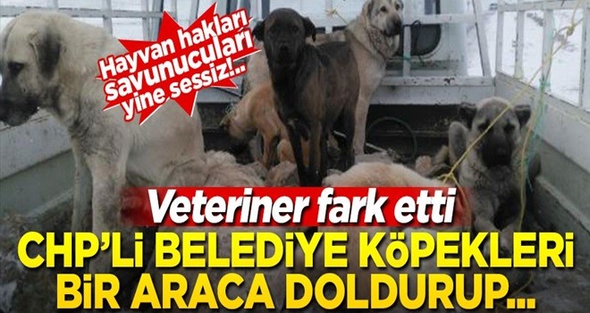 Hayvan hakları savunucuları yine sessiz... CHP'li belediye 7 köpeği bir araca doldurup boş alana atmak istedi