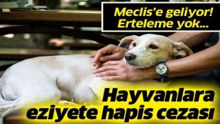 Hayvana eziyet edene 2 yıl hapis cezası: Düzenleme Meclis'e geliyor