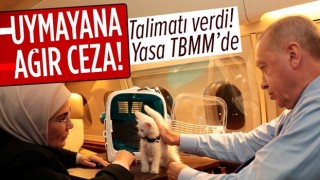 Başkan Erdoğan talimatı verdi "Hayvanları Koruma Yasa Teklifi" TBMM'ye sunuldu! İşkenceye af yok