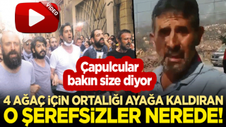 Çapulcular bakın size diyor: 4 ağaç için ortalığı ayağa kaldıran o şerefsizler nerede!