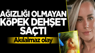 Ağızlığı olmayan köpek dehşeti yaşattı! Etiler'de akılalmaz olay