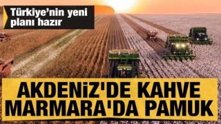 İklim değişikliğine karşı yeni plan: Akdeniz'de kahve Marmara'da pamuk