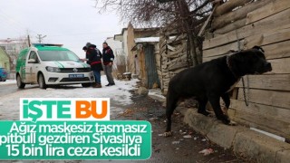 Sivas'ta pitbull gezdiren gence 14 bin 982 TL ceza