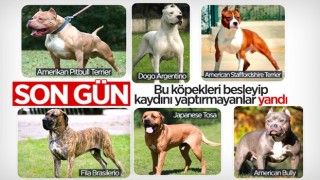 Yasaklı köpek ırklarının kaydı için son gün