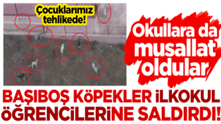 Okullara da musallat oldular, çocuklarımız tehlikede: Başıboş köpekler ilkokul öğrencilerine saldırdı!