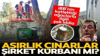 Asırlık çınarlar peyzaj şirketi kurbanı mı?