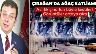 CHP'li İBB'nin Çırağan'daki ağaç katliamının görüntüleri ortaya çıktı!