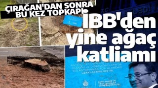 Çırağan'dan sonra İBB'den Topkapı'da yeni ağaç katliamı!