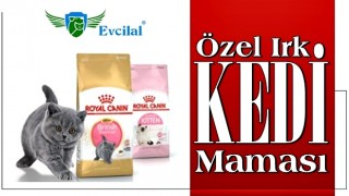 Royal Canin Özel Irk Kedi Maması Fiyatları Ne Kadar