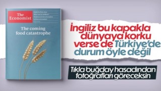 Adana'da buğday hasadı başladı