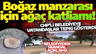 Boğaz manzarası için ağaç katliamı! CHP'li belediyeye vatandaşlar tepki gösterdi