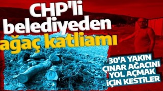 CHP'li belediye asırlık ağaçları katletti! Vatandaş tepkili