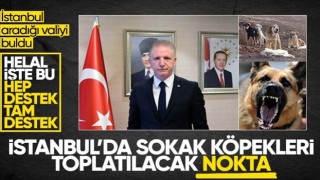 İstanbul Valisi Davut Gül talimatı verdi: Başıboş sokak köpekleri toplanacak