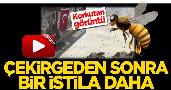 Korkutan görüntü! Çekirgeden sonra bir istila daha