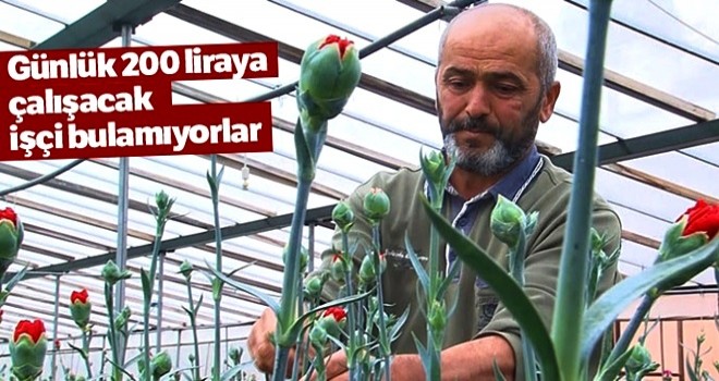 Günlük 200 liraya çalışacak işçi bulamıyorlar