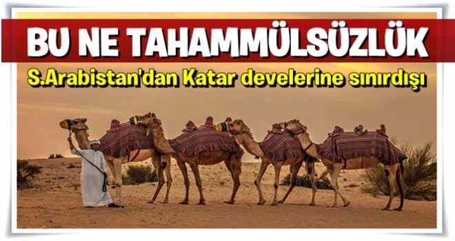 Suudi Arabistan Katar develerini de sınır dışı etti