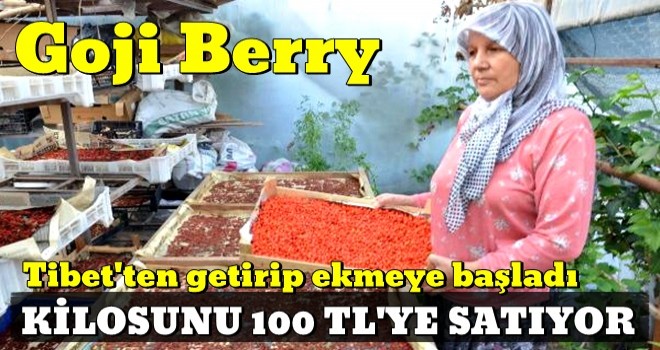 7 Yıl Önce Aydın'da Goji Berry Meyvesini Yetiştirmeye Başlayan Çift, Siparişlere Yetişemiyor