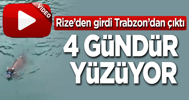 Rize'den girdi, Trabzon'dan çıktı! 4 gündür yüzüyor