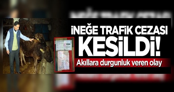 Akıllara durgunluk veren olay! İneğe trafik cezası kesildi