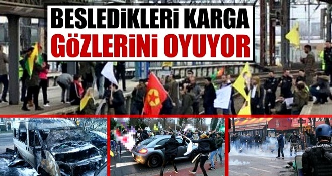 Besledikleri karga gözlerini oyuyor