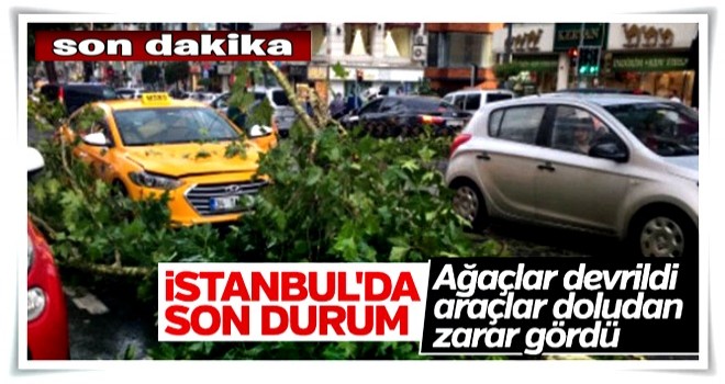 İstanbul'daki yağış ağaçları devirdi