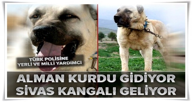 Polise Alman kurdu yerine Sivas kangalı!.